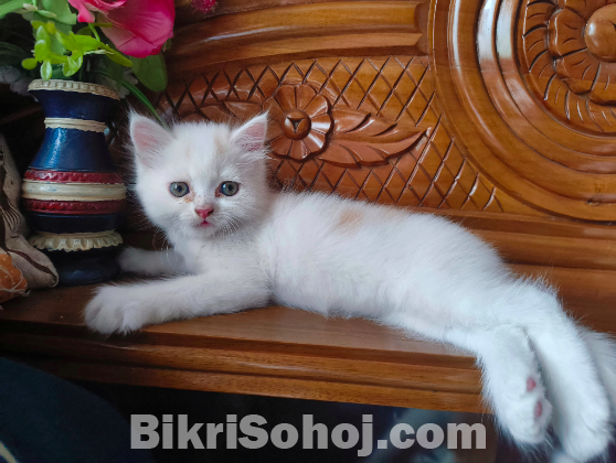 Mix Breed Persian